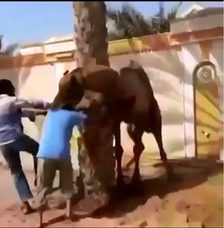 Bad Camel